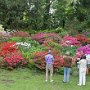 Vor dem Feld mit Rhododendron japonicum